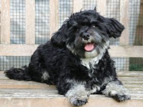 Gucci von den lustigen Kobolden