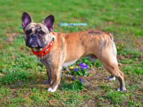 Hitch Angels & Devils