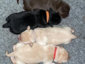 vom Labrador Paradies