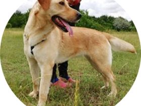 LIZA -  BLONDE SCHÖNHEIT SUCHT ZUHAUSE! (mit Video)