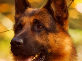 Djago von der Wilhelmswarte