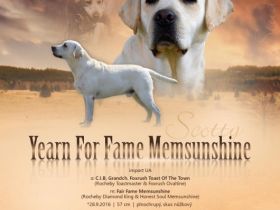 Yearn For Fame Memsunshine
