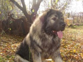 Ich verkaufe eine Hündin von Rasse Sarplaninac, von