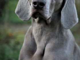 Welcome to the jungle by Atria Cordis