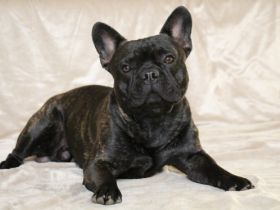 Henry "Bijou Ben vom Hause Steiner" , ein