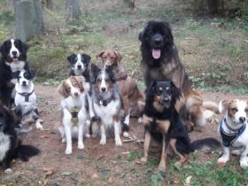 Mobile Hundeschule Laura Klink