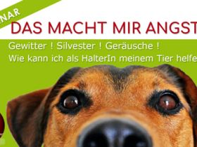Das macht mir Angst ! Silvester, Gewitter u.a. 26.12.25