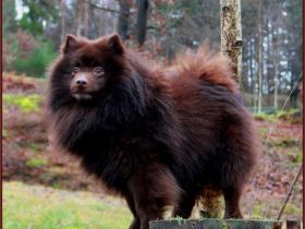 Großspitzdeckrüde Hippo Reinja