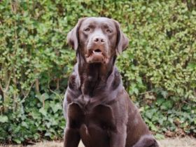 Avalon "Rufname Django"