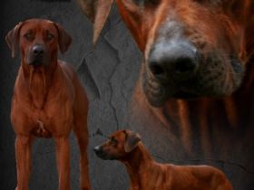 MCh. Abayomi of Mudzimba Shumba