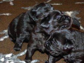 Wir planen Welpen in Schwarz und Gelb (Weiss) zu Anfang Mai