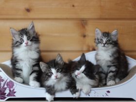 Forestcats of Naantali