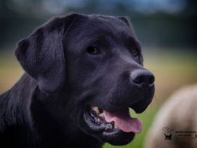 Feel brave MARLIN von der Feldmark