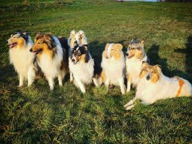 Collies Vom Fraulauterbach 💚