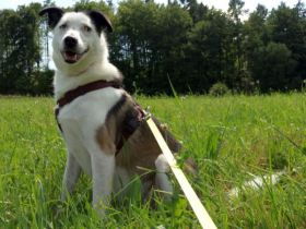 katzenlieber, ruhiger Filip in Bad Arolsen in Pflege,