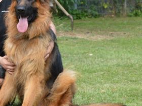 Champ vom Bibergrund