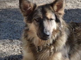 Name: Lupo Geschlecht: Rüde Geboren: Mai 2018 Größe: im