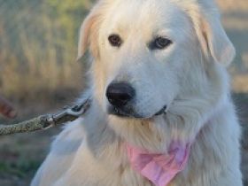 Name: Peggy Geschlecht: Hündin Geboren: Januar 2018