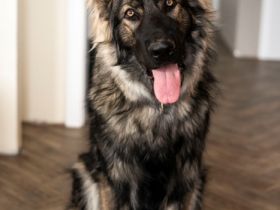 Aramis Abraxas von Pandora