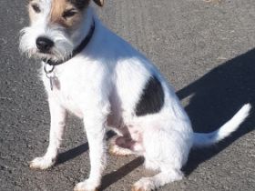 Buz von Brooklyn Diamonds