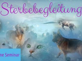 Sterbebegleitung bei deinem Tier /Online Seminar