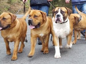 Isenloh Boerboel