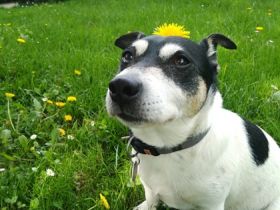 Tierheilpraxis Leona Fürstenberg Bochum