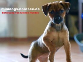 Hundepension für Minidogs
