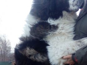 multich.Cvalda Forever Drem,HD 0/0,PL 0/0