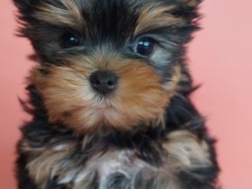 Imgosbull Yorkshire terrier