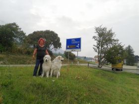 Pyrenaeenberghund von den drei Spreequellen