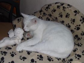 Natürliche Sterbebegleitung im Einklang mit Tier und Mensch!