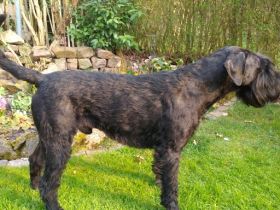 Cenzo vom Meissner Land