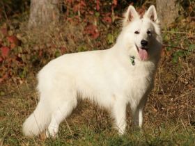 Olex vom weissen Wächter