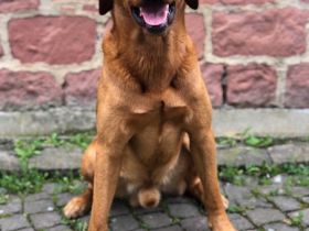 Labrador Deckrüde foxred/braun, ZZL, genet. frei, HD/ED