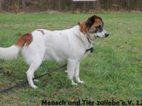 Juhu ihr Lieben, hier komm ich, Watson ist mein Name!