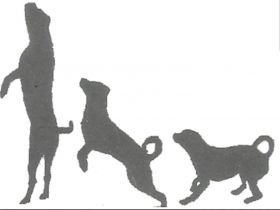 PetPhysioCare Daniela Mußmacher