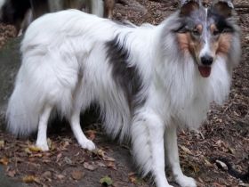 Liwanu Light Of My Heart