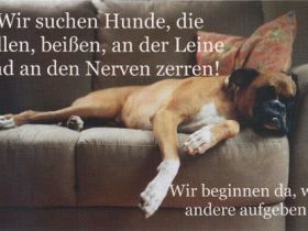 Hundeschule Mühlacker und Umgebung A.Noll