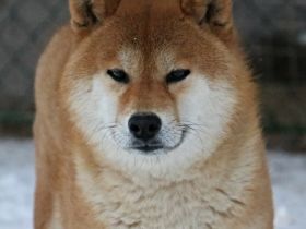 Koumi No Homaremaru Go Sanuki Mizumotosou