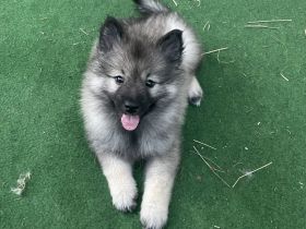 von den Mühlenwölfen