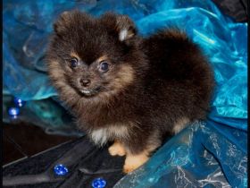 x  black-tan, SIE sucht neues Zuhause Es ist ein Traum