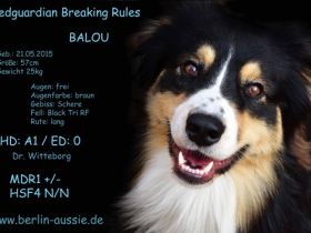 Breaking Rules "Balou"