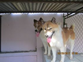 Ouys - king - Bangkaew - Dog - Zucht