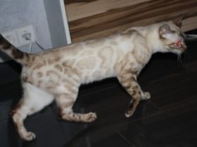 Bengal Deckkater steht rolligen Damen zur Verfügung