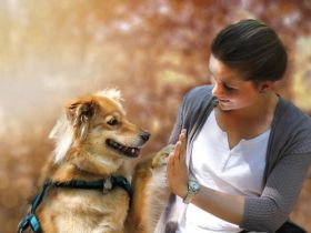 Ausbildung z. Hundetrainer*in & Hundeverhaltensberater*in