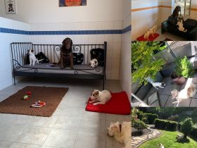 Hundepension am Schaumberg