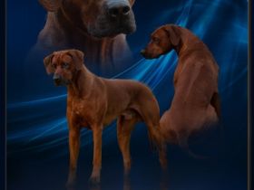 Abuya Matayo Thambu of African Crownridge