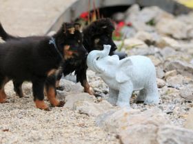 Hundezucht aus dem Zauberwald