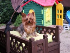 Sweet harmony of shining star